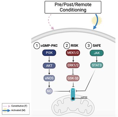 Sex and Response to Cardioprotective Conditioning Maneuvers